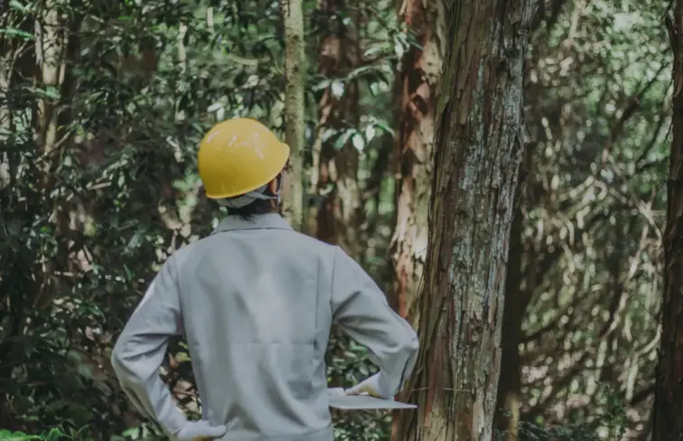 Profissional numa floresta a desenvolver estudos